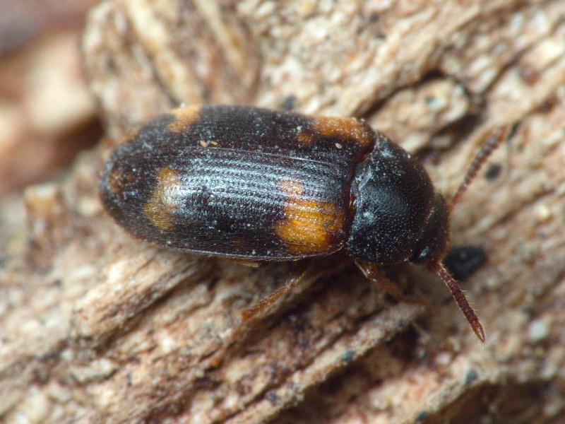 Mycetophagus decempunctatus Fabricius, 1801